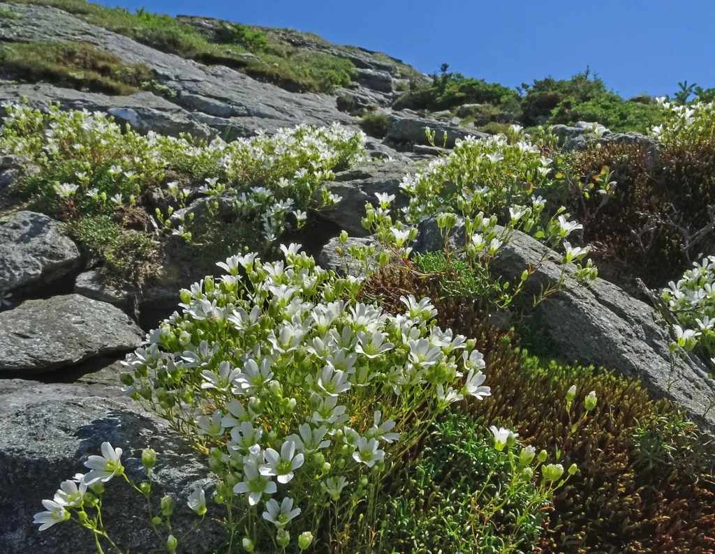 Alpine sandwort_alpine zone_Mount Mansfield chin_Sheri Larsen