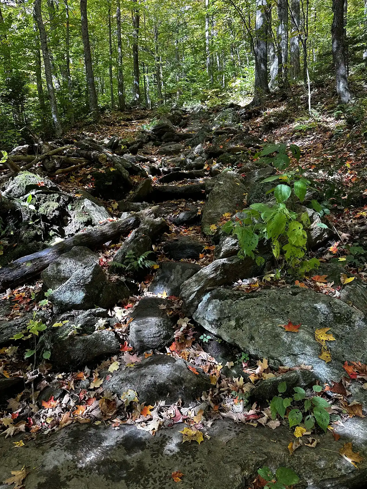Barnes Camp Loop_Mansfield Area Hikes_Chloe Miller