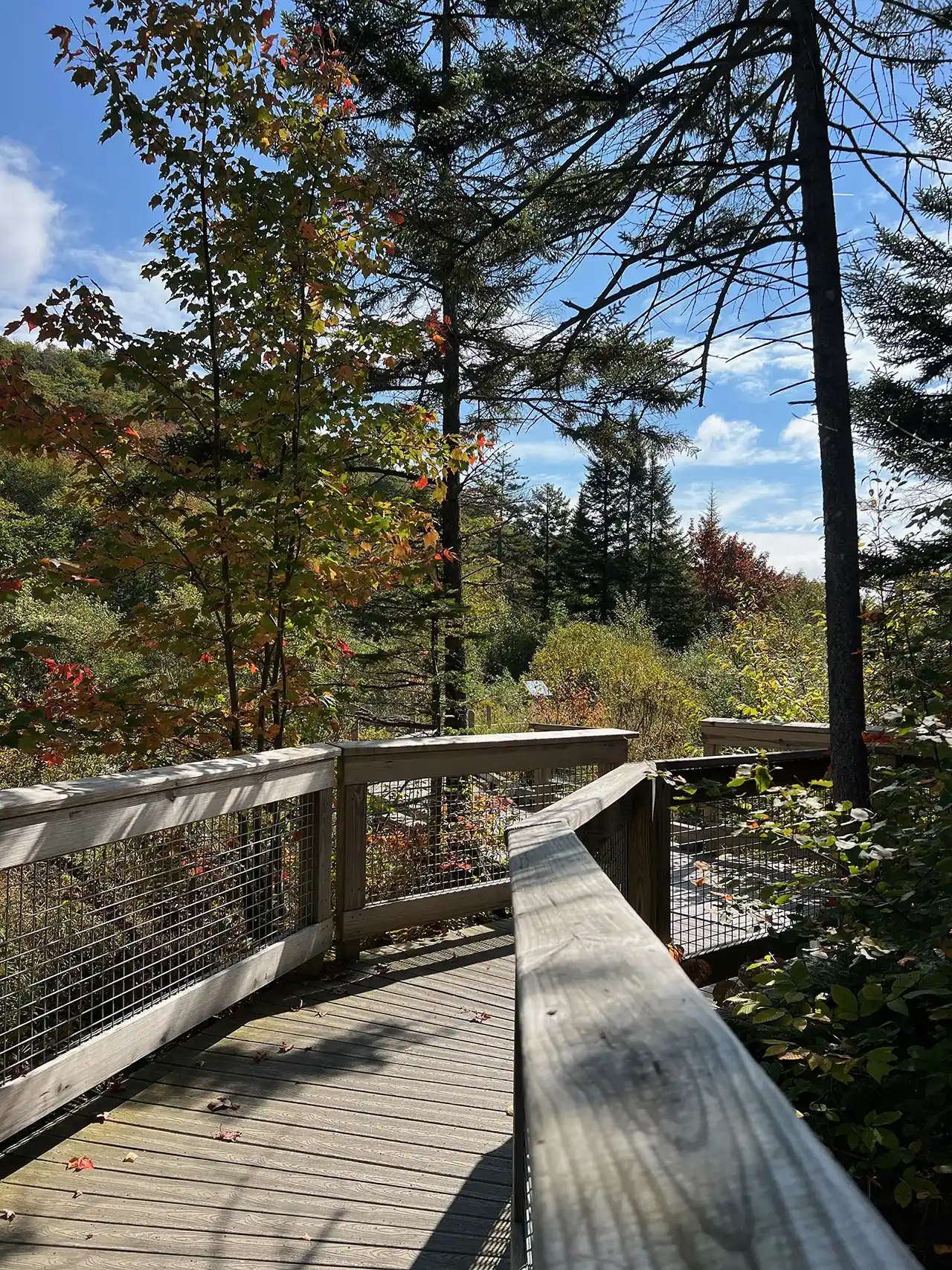 Barnes Camp boardwalk_Mount Mansfield_09-21-2024_Lily LaRegina