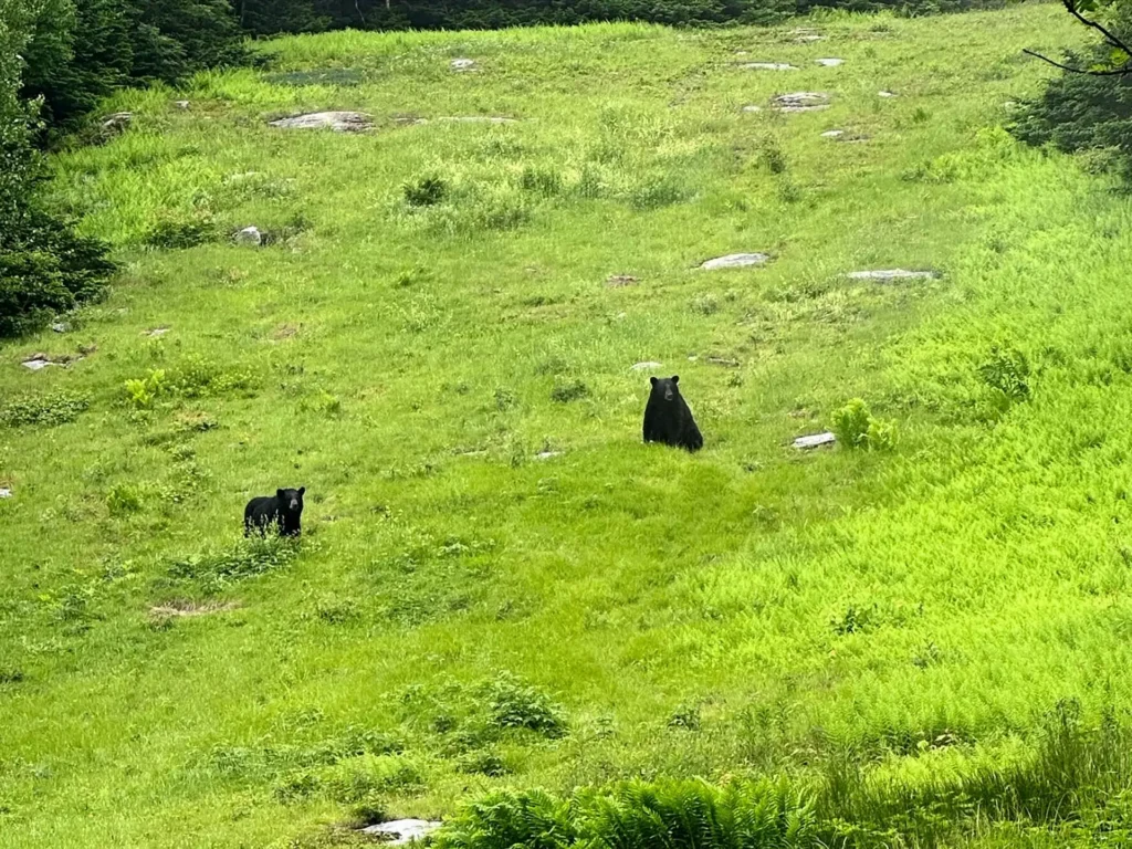 Bears of Stowe slopes, Mount Mansfield_07-03-2023_Rachel Markey