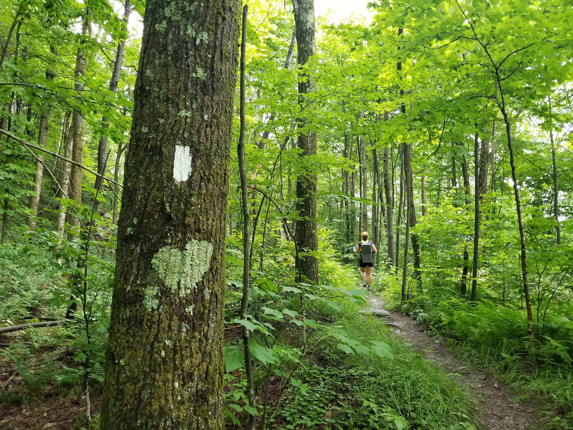 The Long Trail