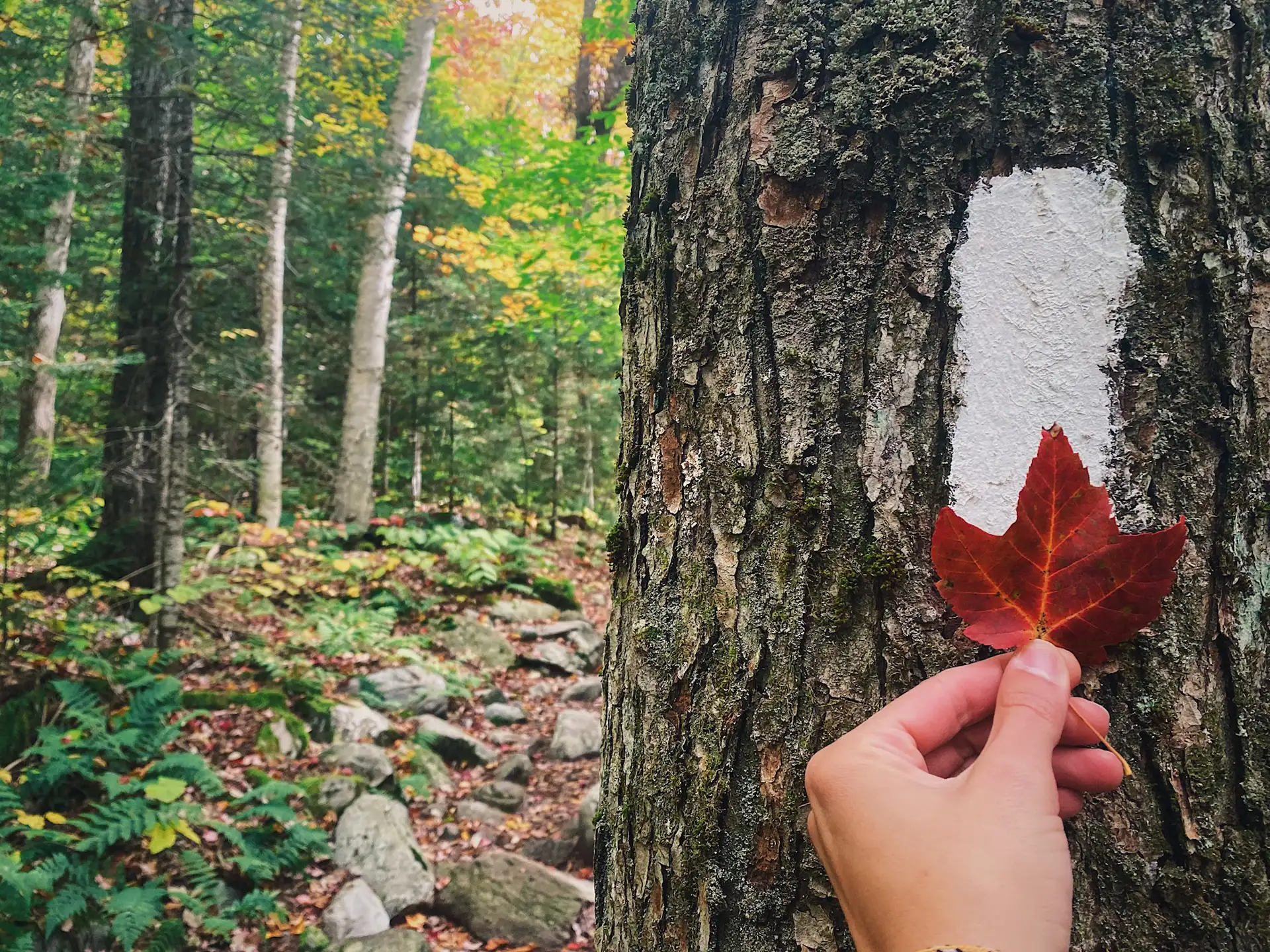 Autumn with GMC: Fall Things To Do Near Stowe and Waterbury