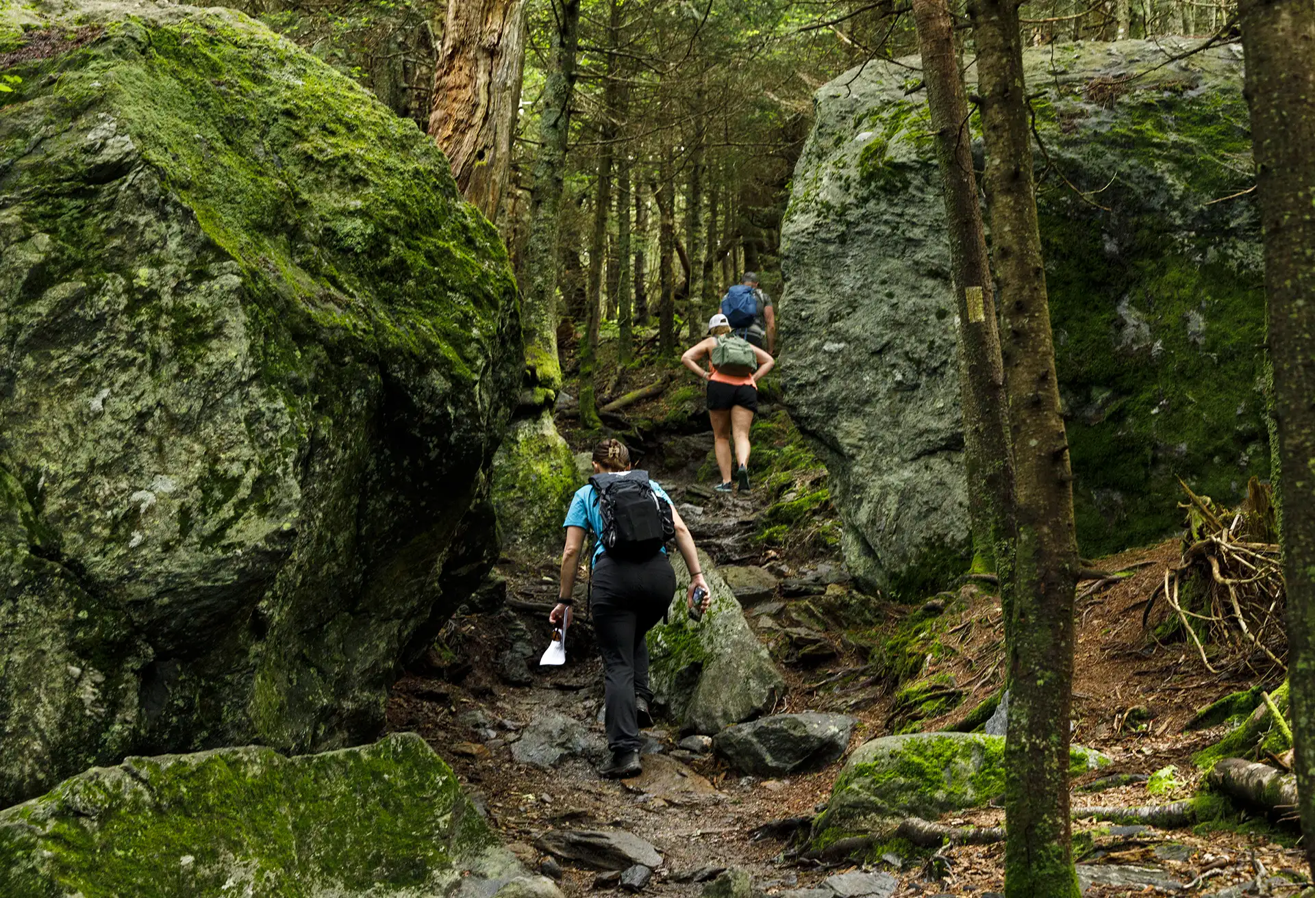Hikers_Long Trail north from Lincoln Gap_Mount Abraham_06-12-2024_Lily LaRegina