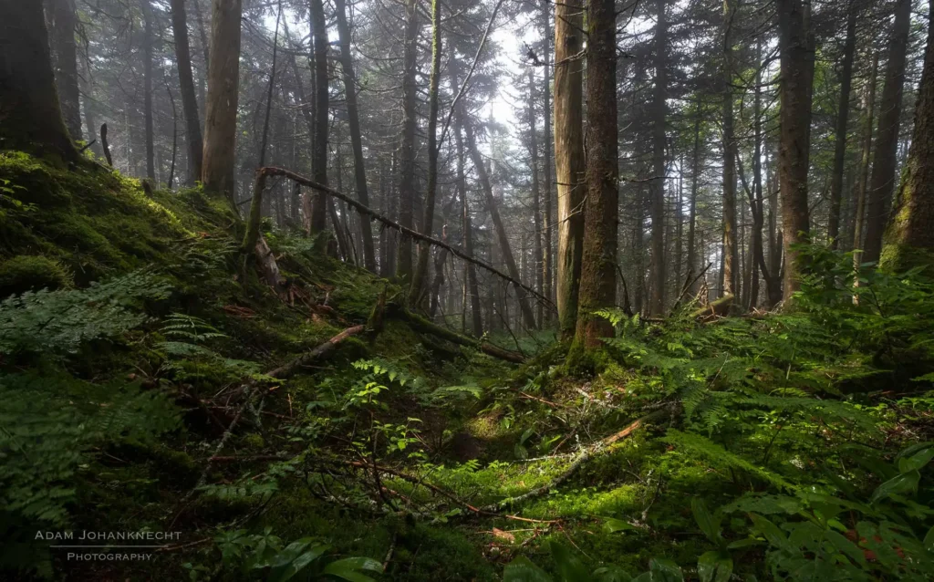 Long Trail near Mount Abraham_2024 field season_Adam Johanknecht-Edit