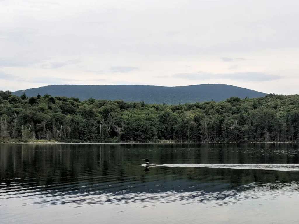 Loon-on-Stratton-Pond_John Plummer