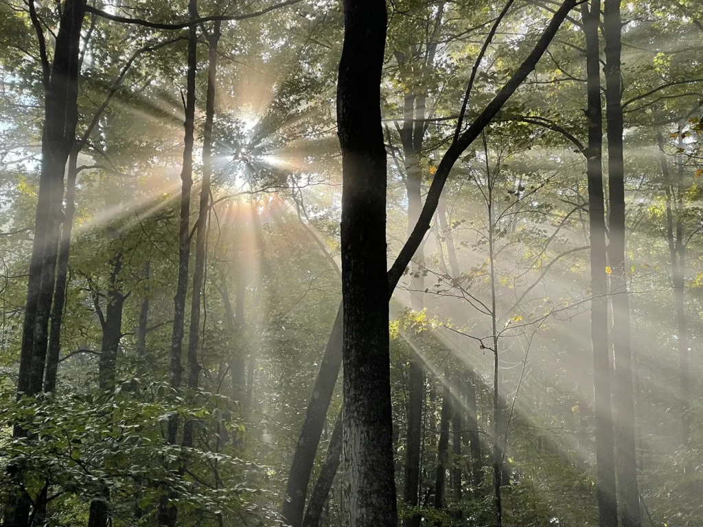 Sun through the trees_Tony Bennett