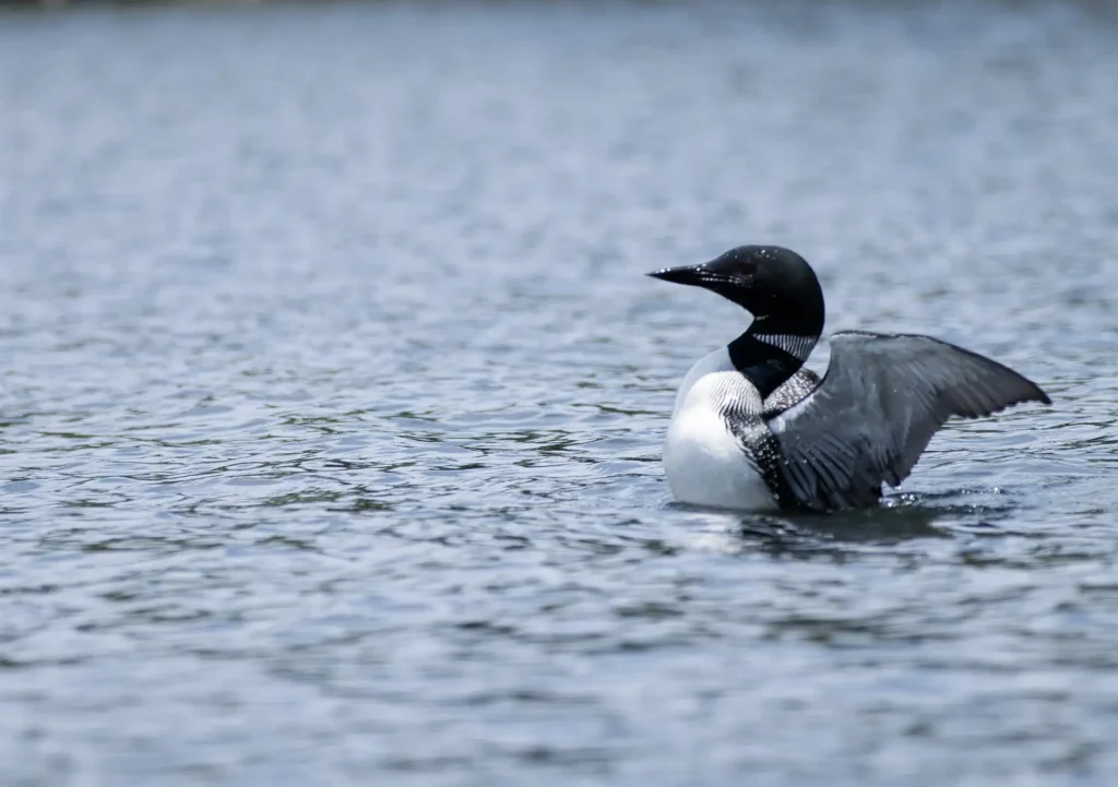 Wildlife, loon_07-04-2024_Gus Onken
