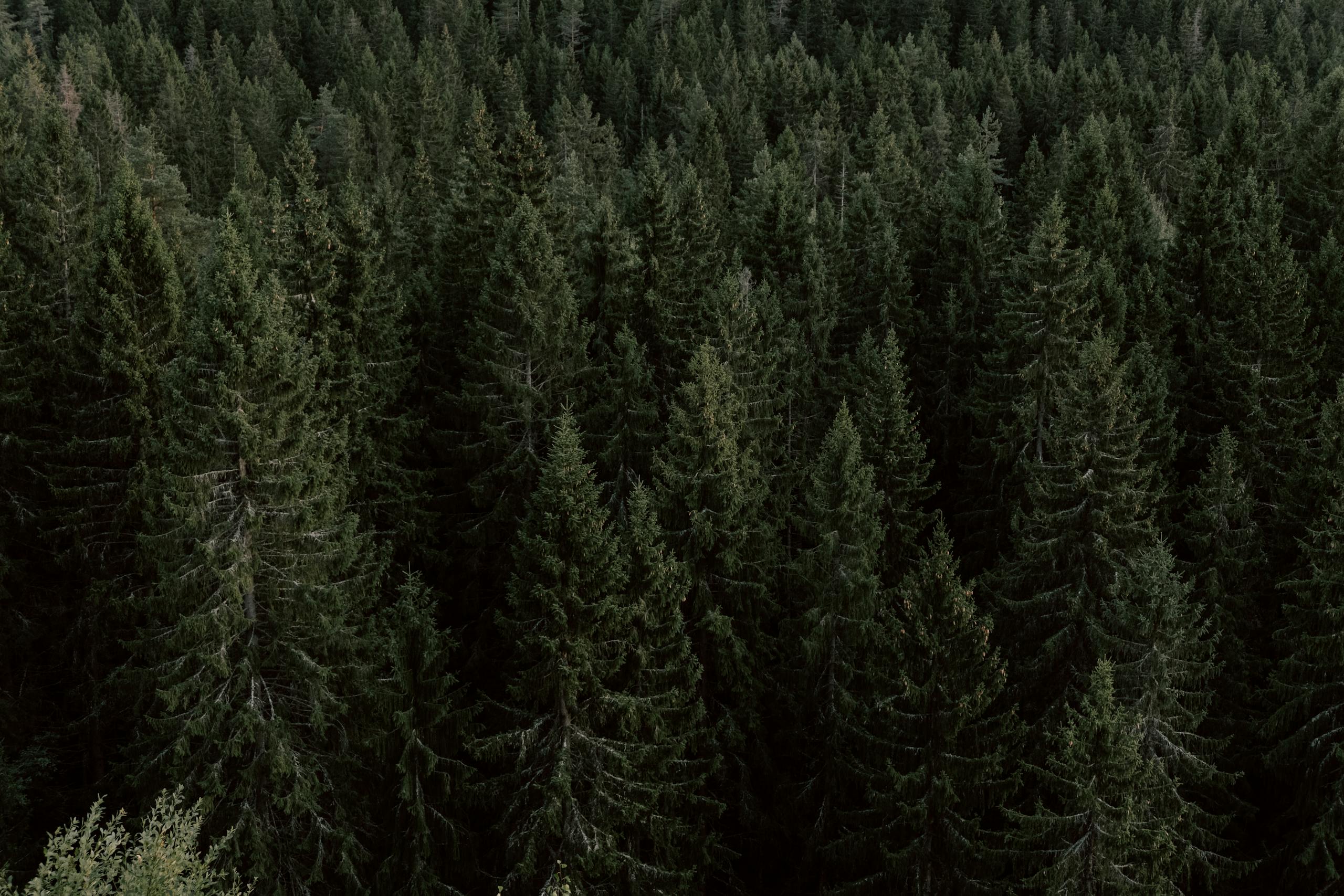 Drone shot of a dense evergreen forest, capturing natural beauty.