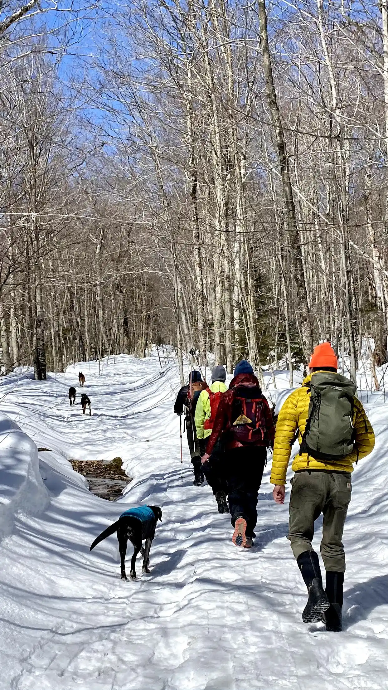 Beaver Meadow Loop_Mansfield Area Hikes_Chloe Miller_March 2021