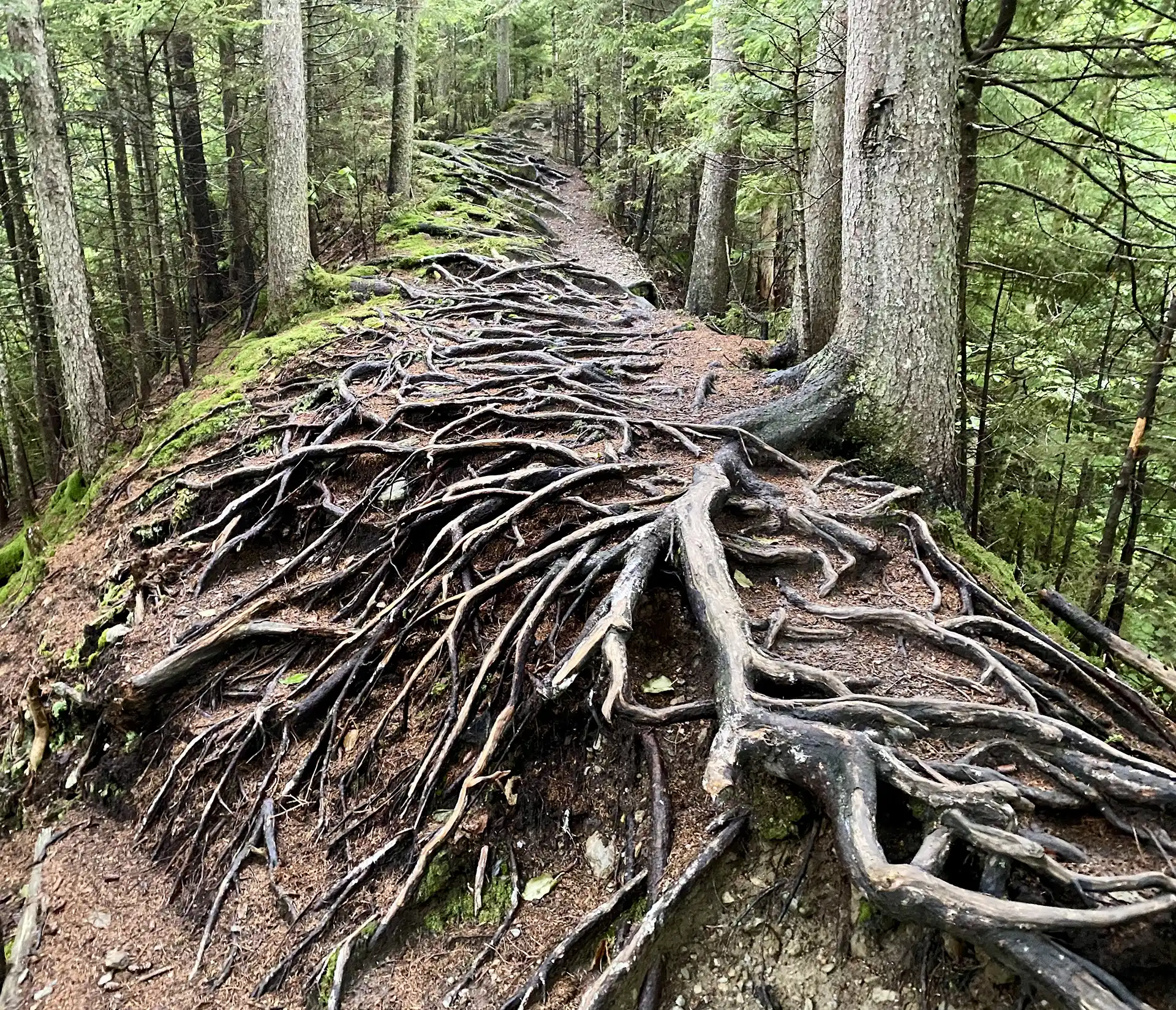 Long Trail South and Haselton Loop