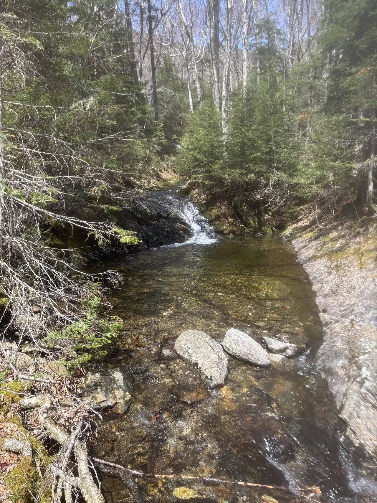 Pease-5-12-25-MorristoBeaver Meadow Loop_Burling Camp Pool_Mansfield_Jim Pease