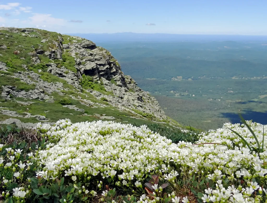 Alpine Plants Mountain Sandwort_Mansfield_Sheri Larsen