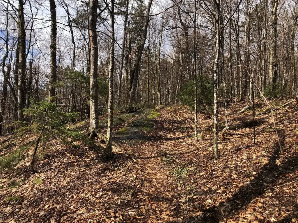 LT on Deer Camp Tract