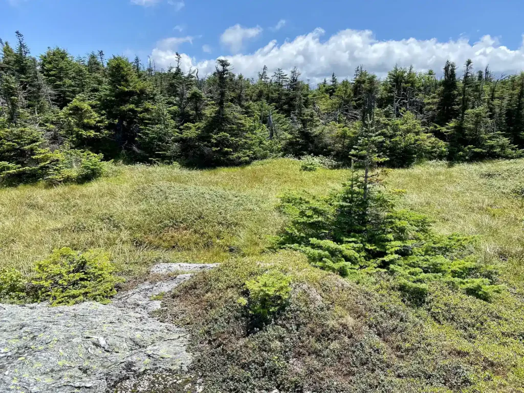 Mansfield alpine plants_August 2023_Jeffrey Zwicker
