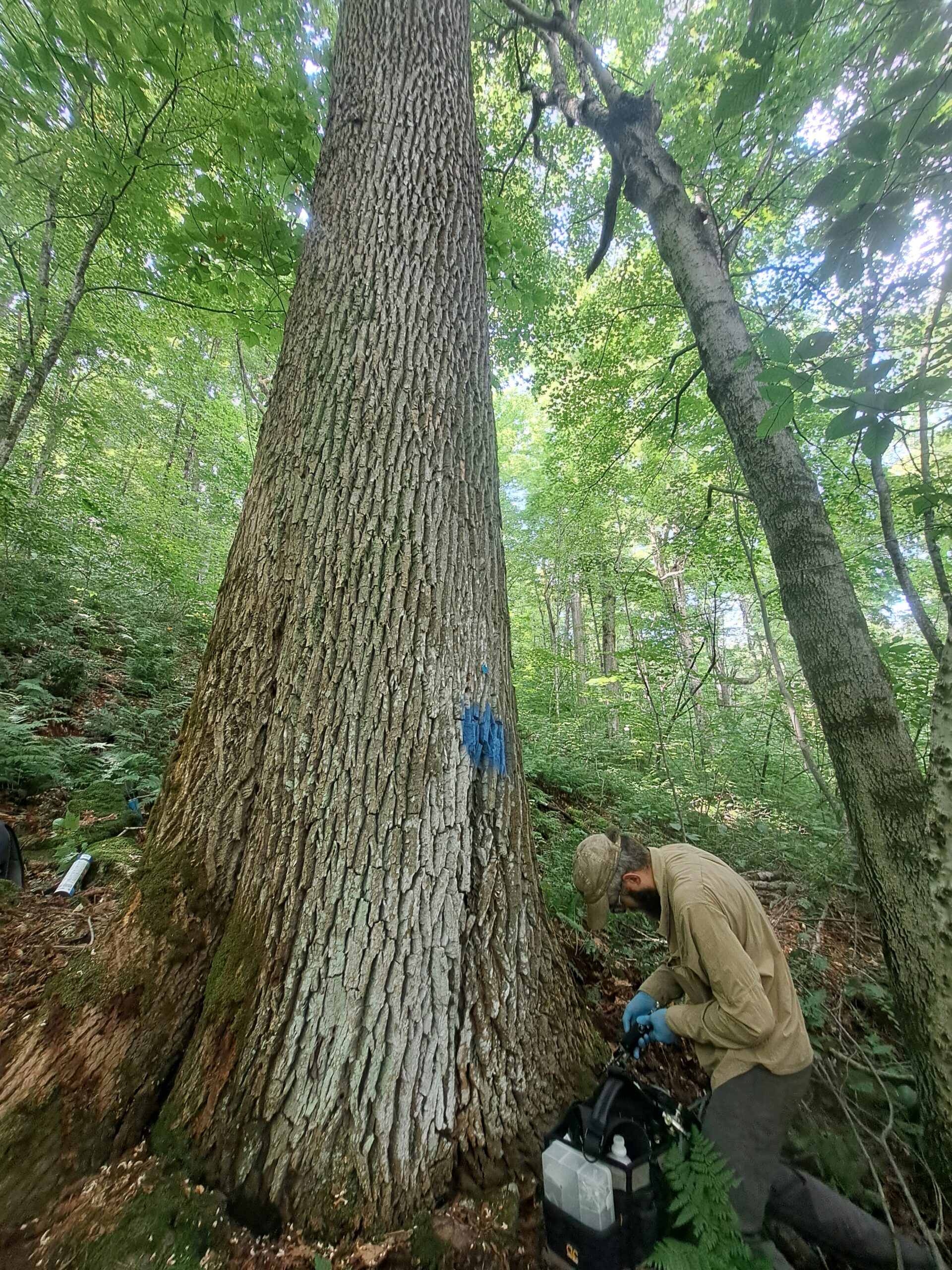 Fighting Emerald Ash Borer on the Appalachian Trail