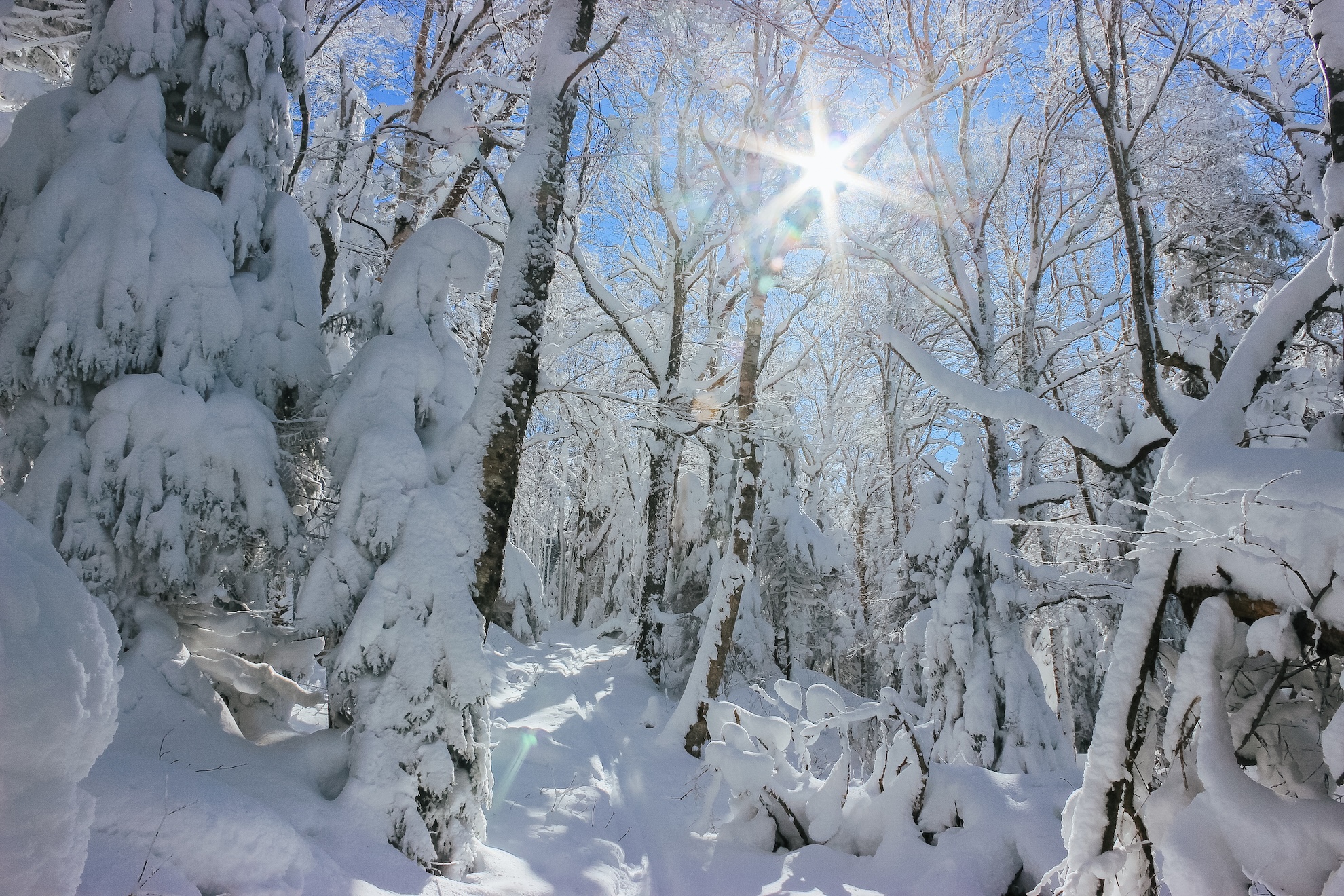 Battell Trail to Battell Shelter