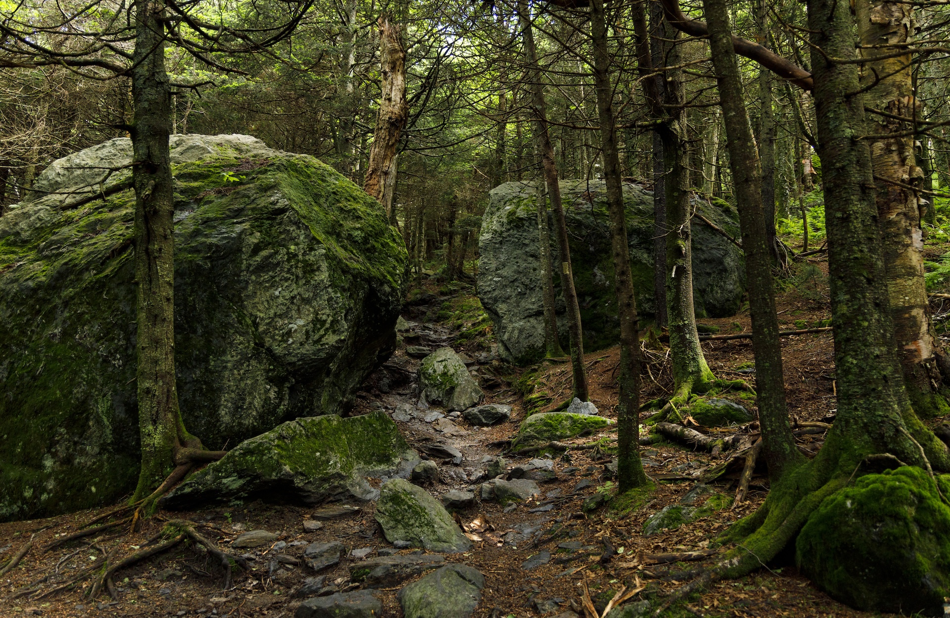 Long Trail North