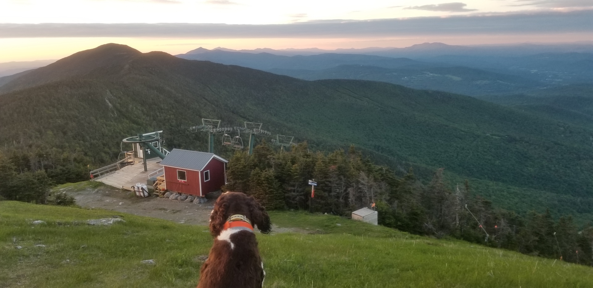 view of grassy ski slopes and chairlift, with the back of a dog in the foreground