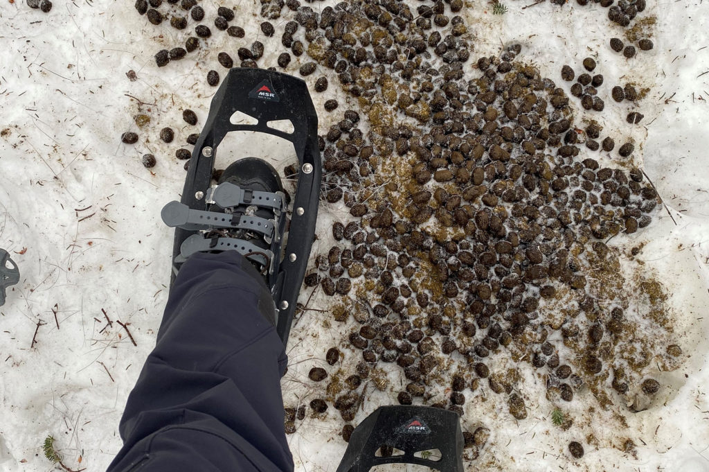 Moose poop in the snow on Mt. Mayo.