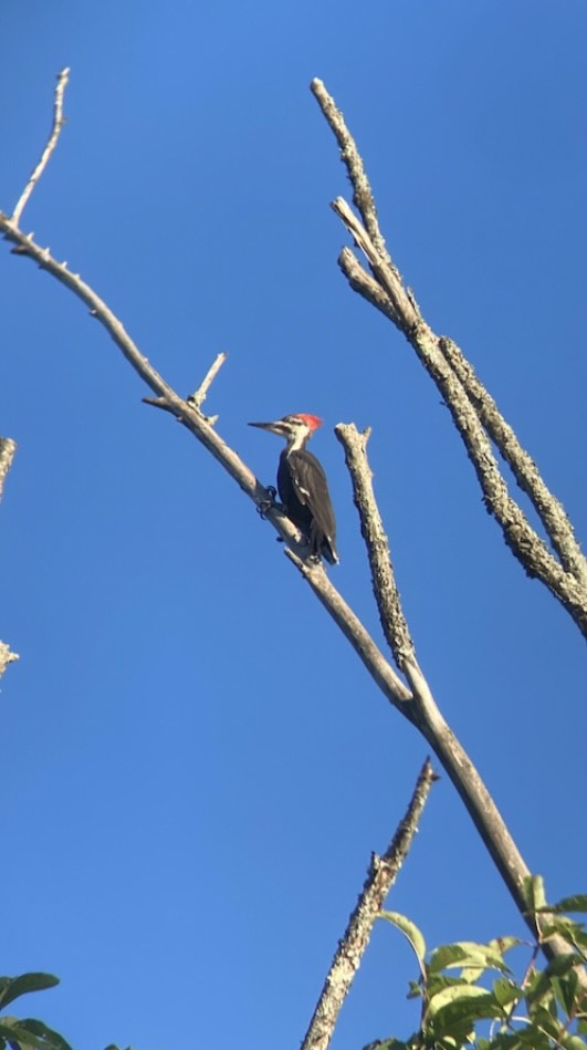 woodpecker 