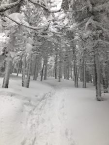 snow-covered burrows trail