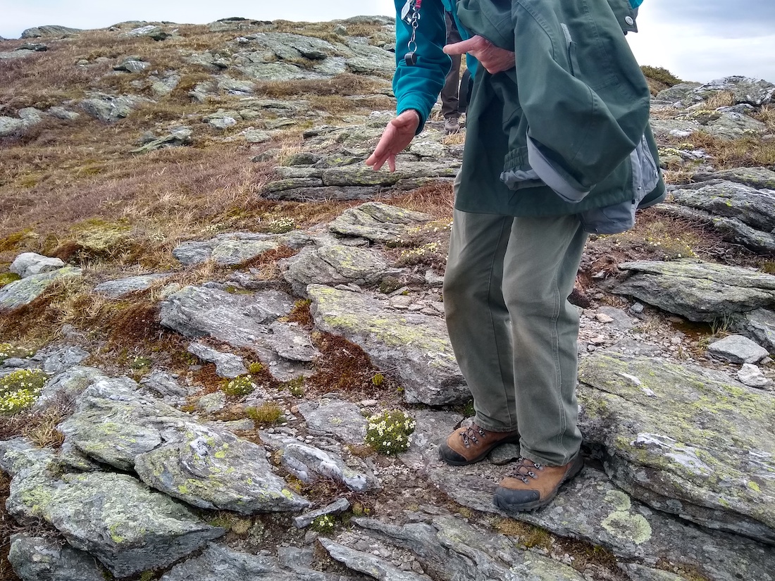 person gestures to plants on rocky summit