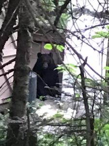 bears in privy