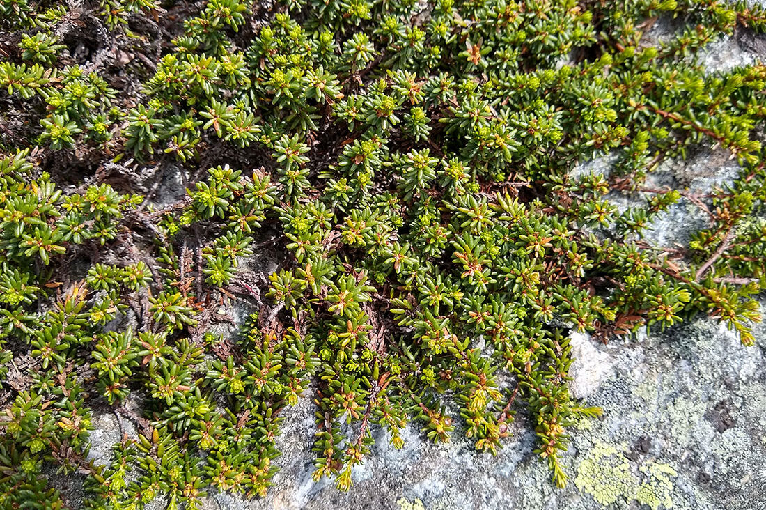 Black crowberry
