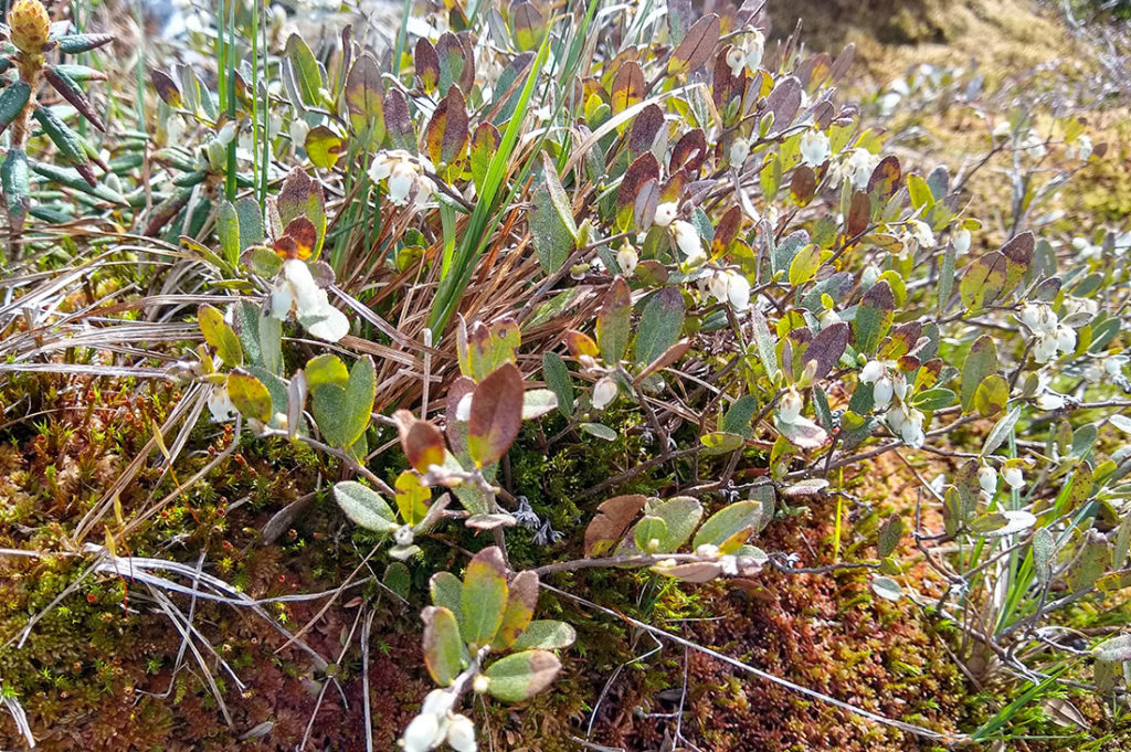 Leatherleaf