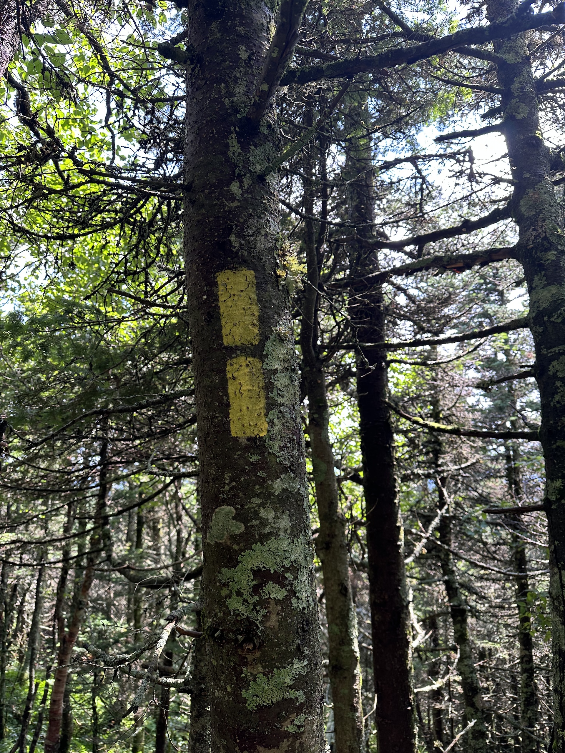 Yellow blazes on a tree on the Alpine Trail