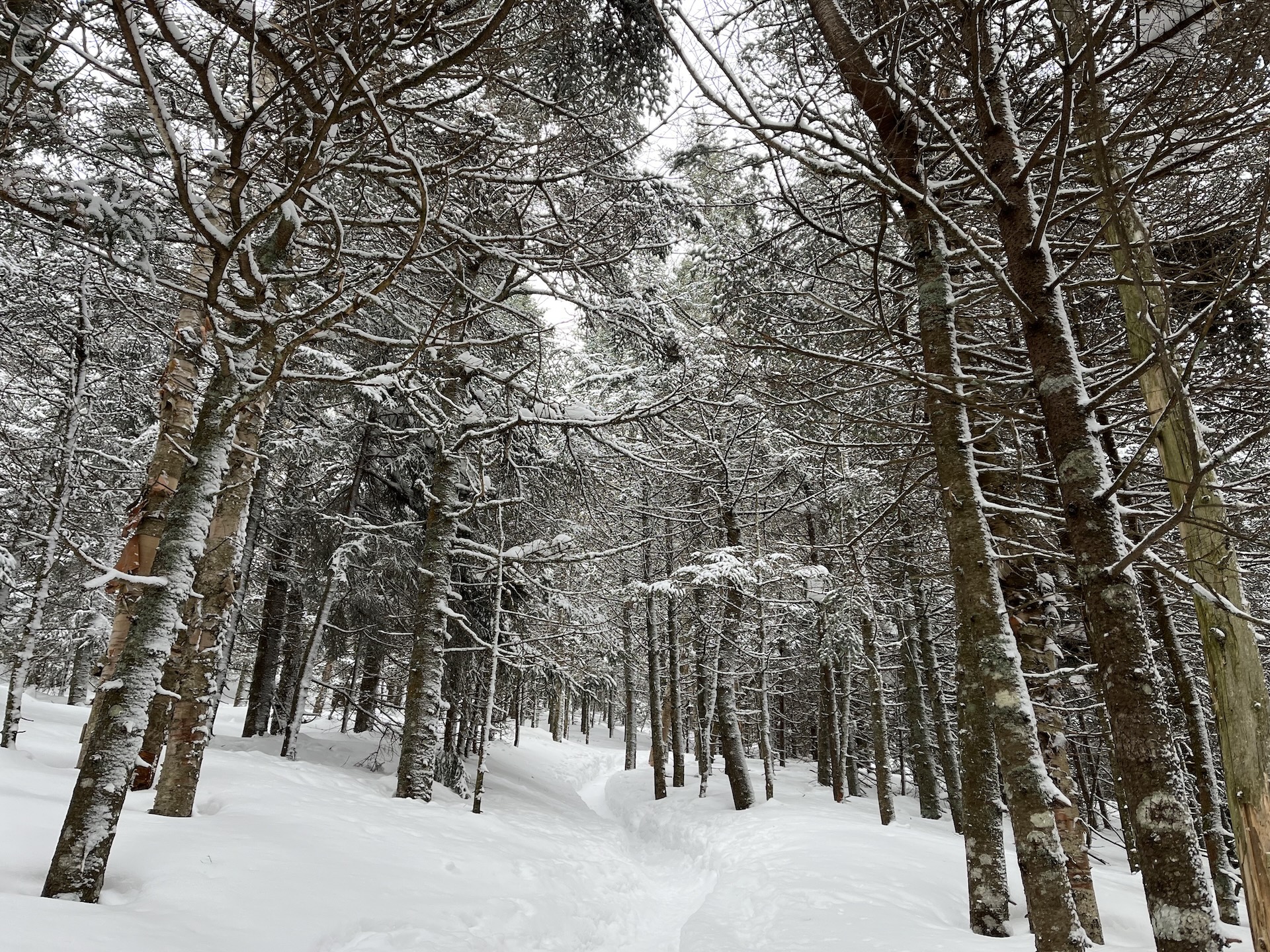 snow-covered trail and trees