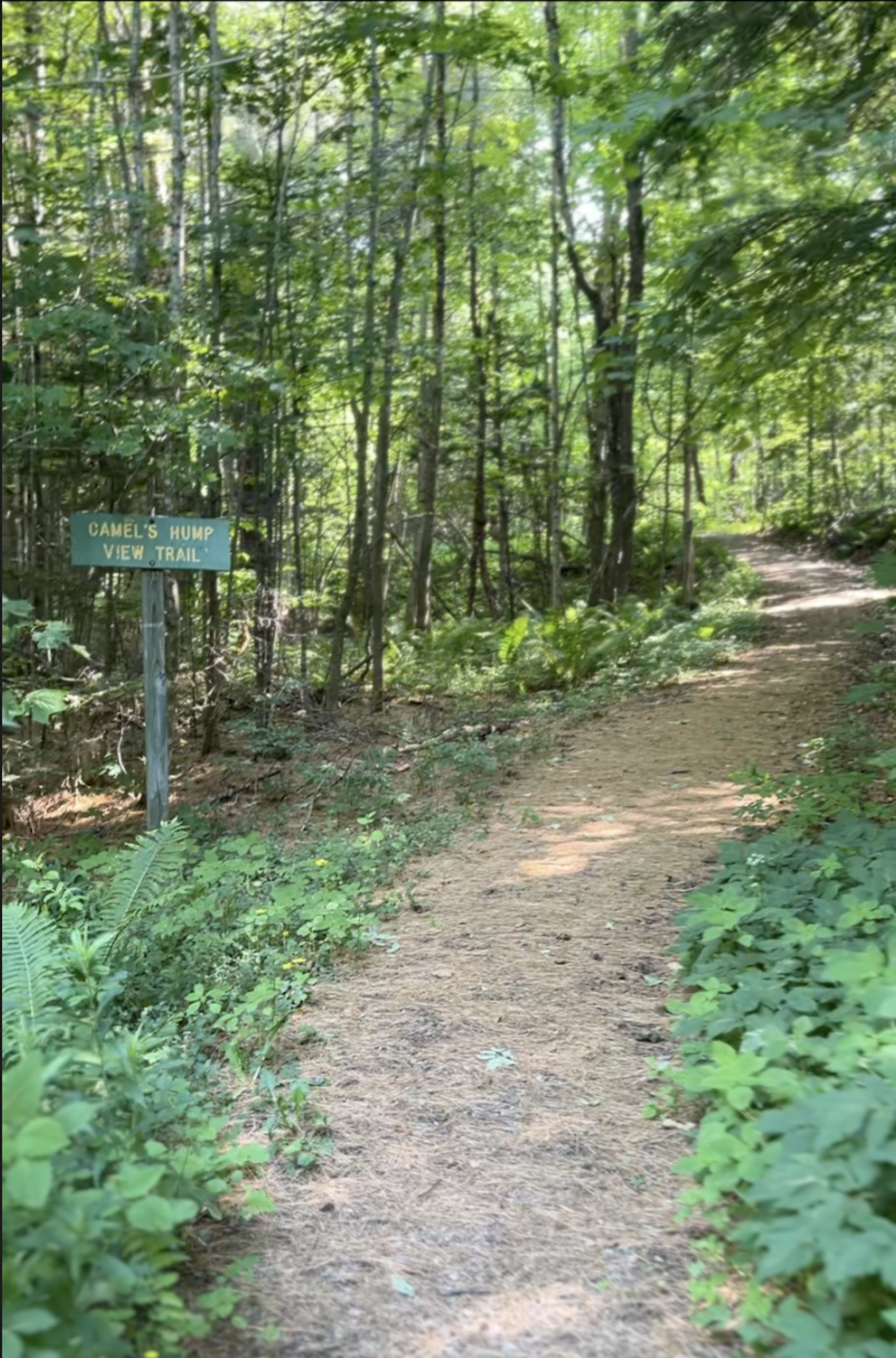Camel’s Hump View Trail