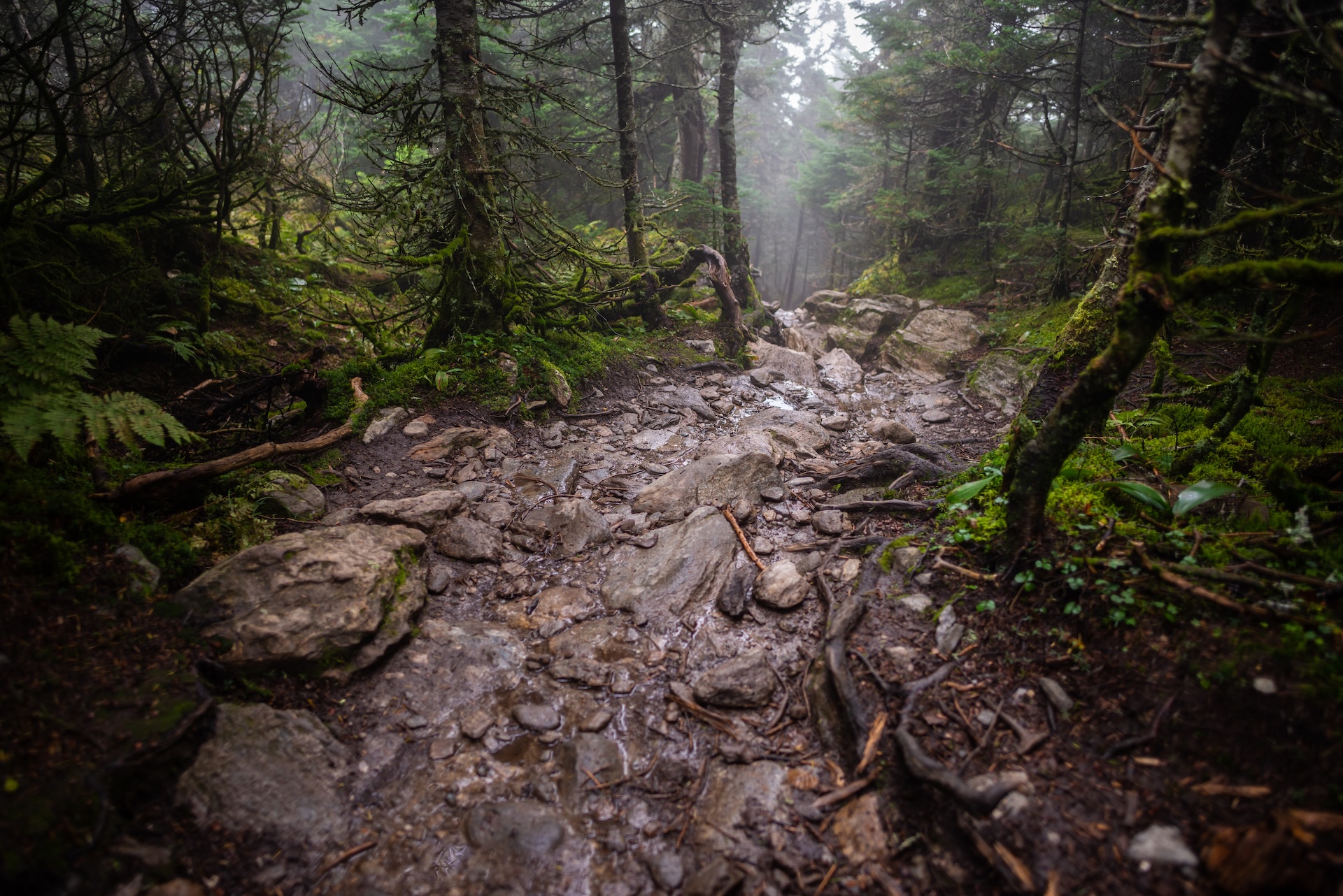 Camel’s Hump Summit via Monroe and Dean Trails