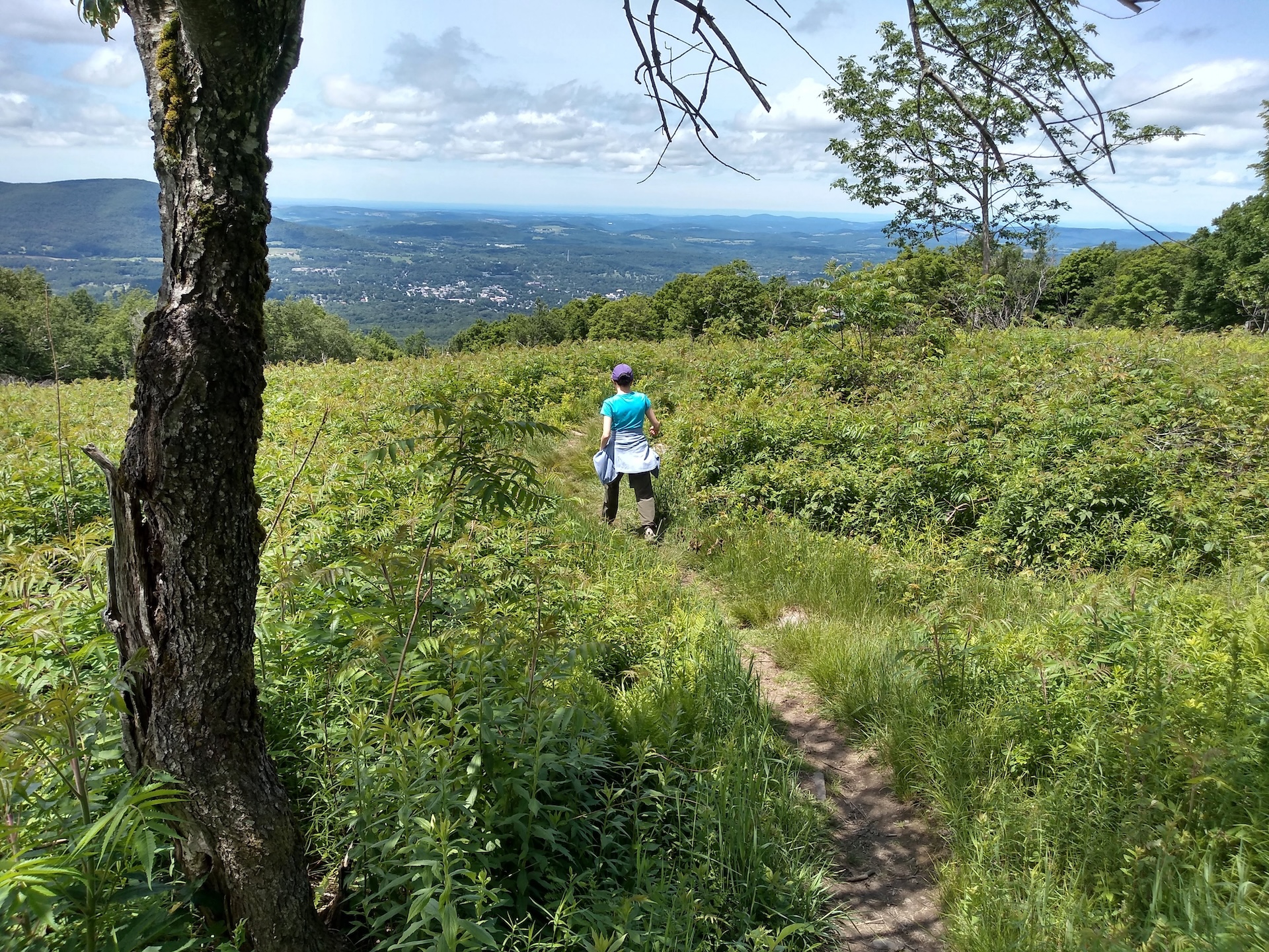 hiker walking on a short spur trail in a meadow on Harmon Hill