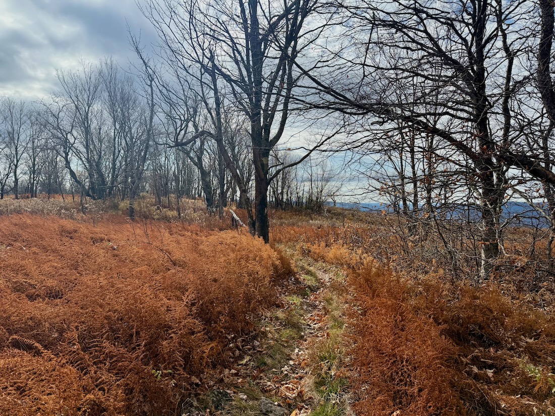 orange brush and bare trees during stick season